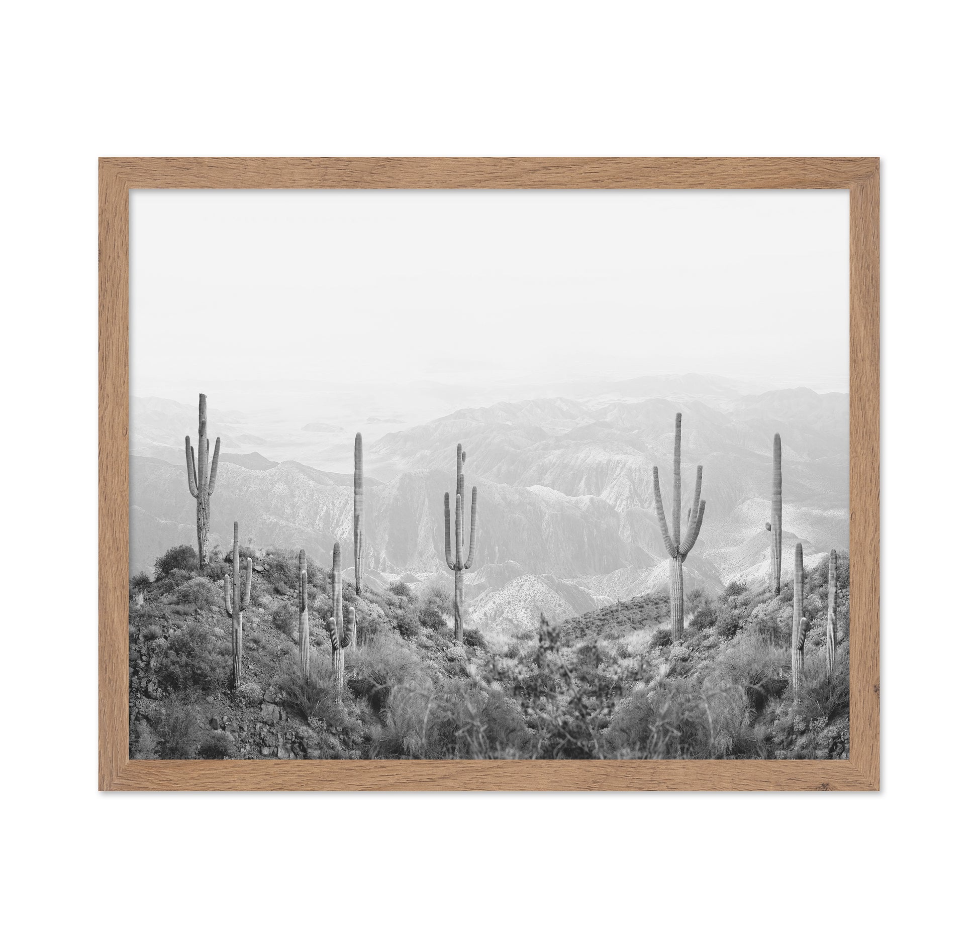 Western Cactus