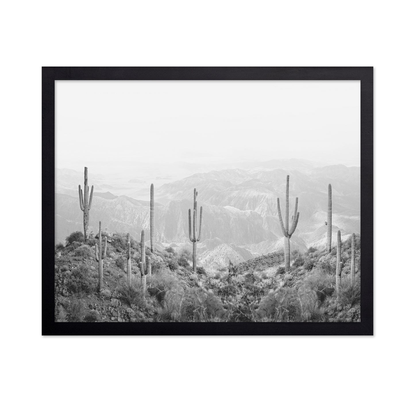 Western Cactus