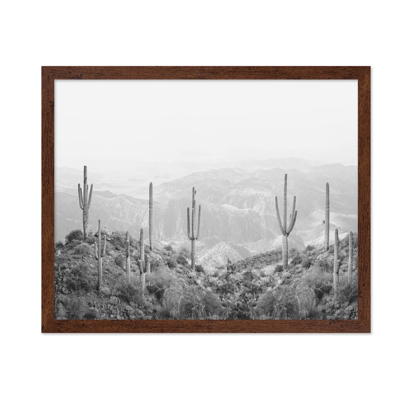 Western Cactus