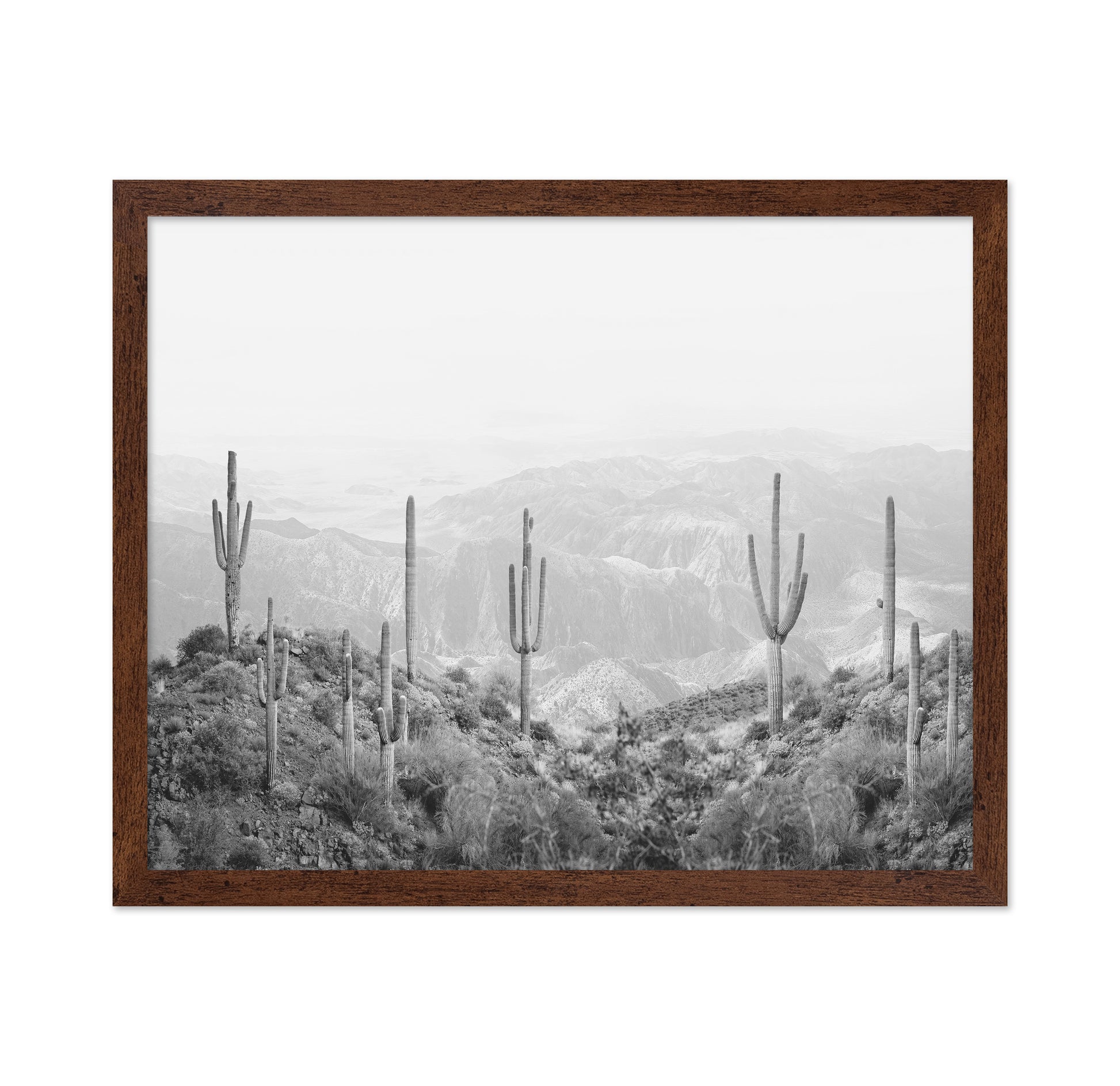 Western Cactus
