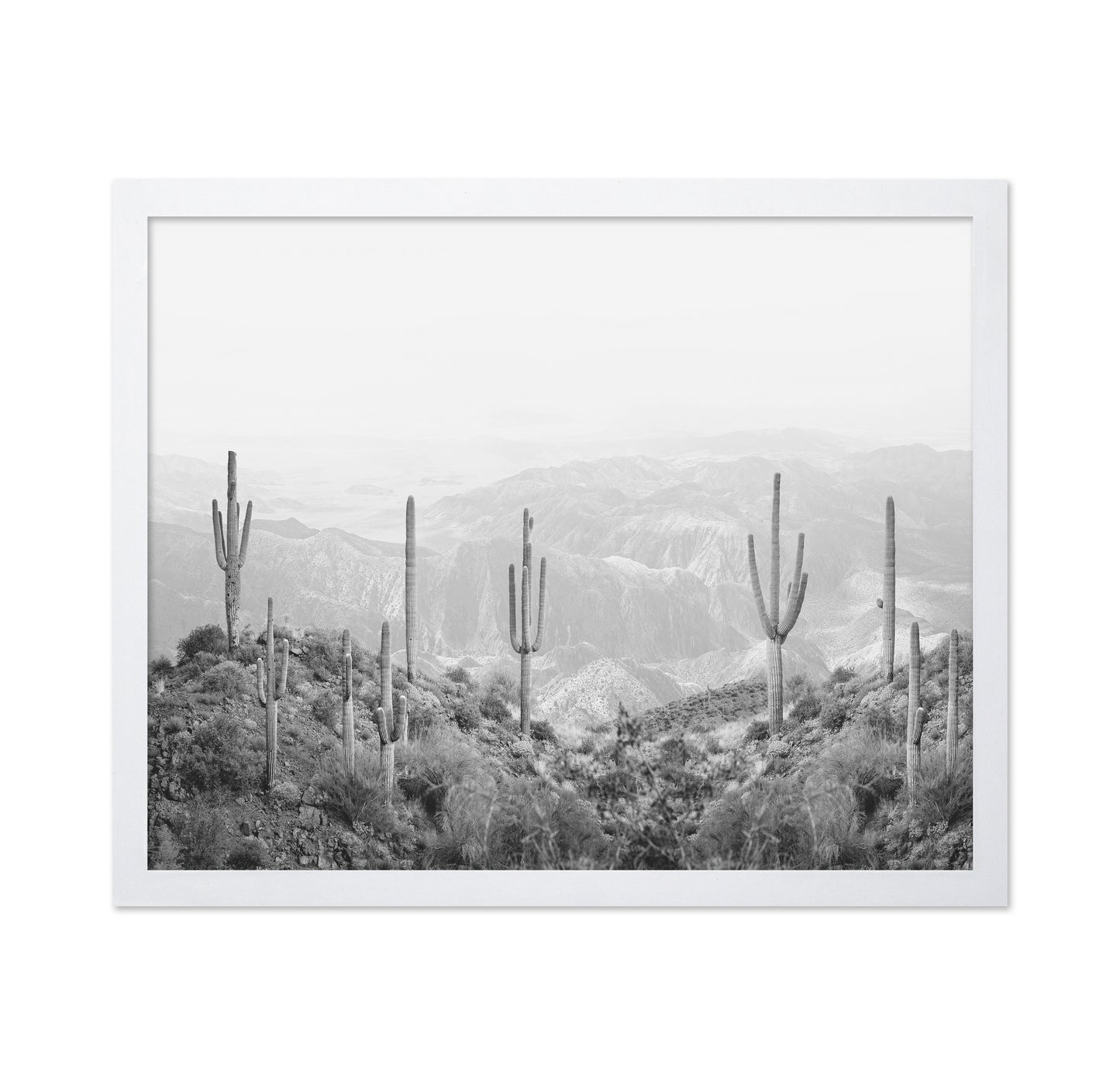 Western Cactus