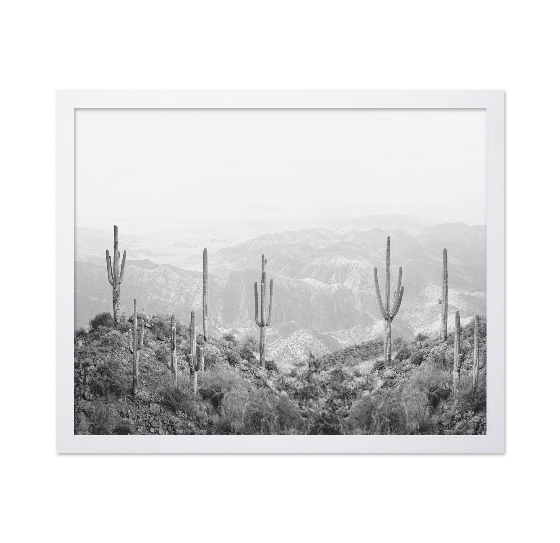 Western Cactus