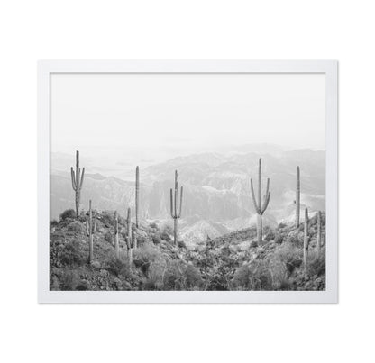 Western Cactus