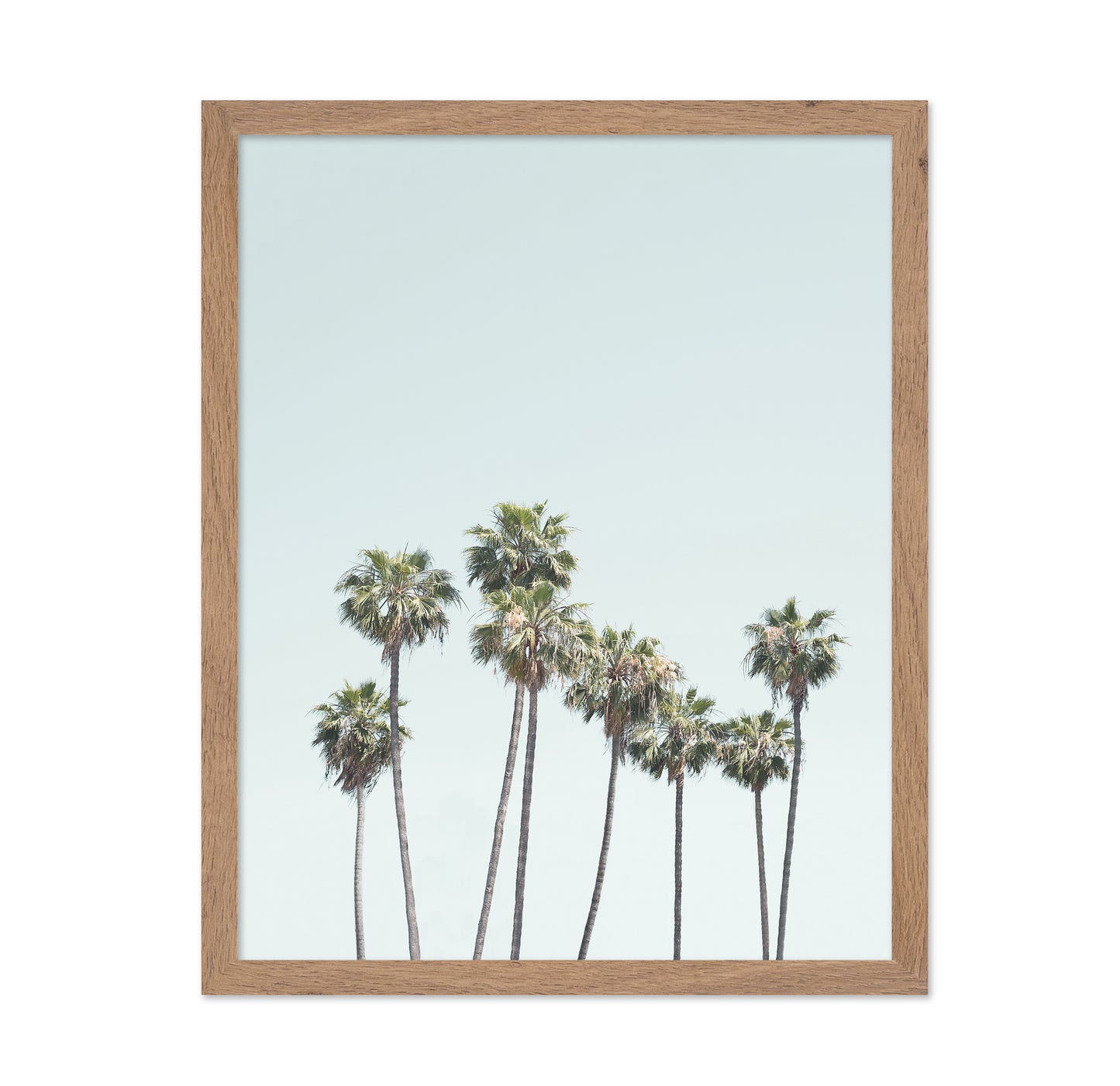 Blue Palm Trees