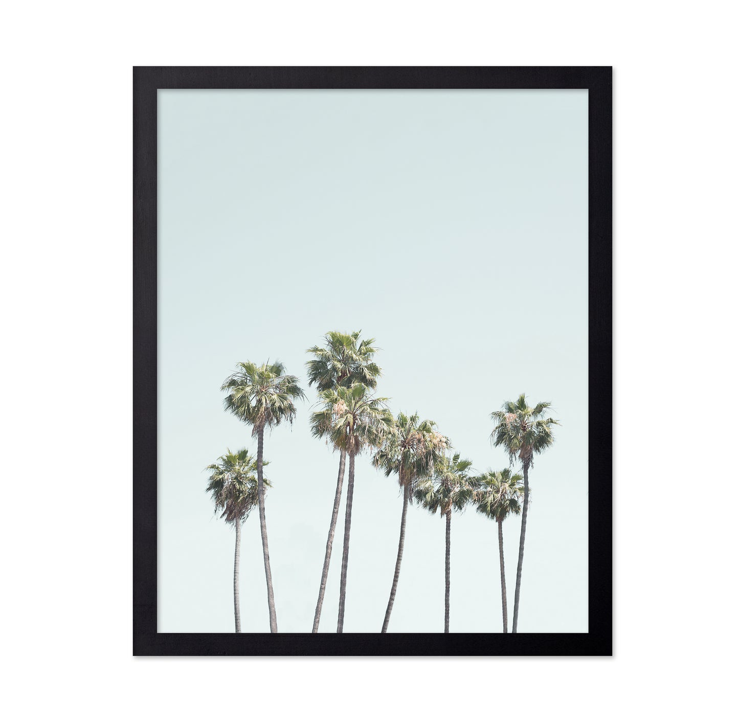 Blue Palm Trees