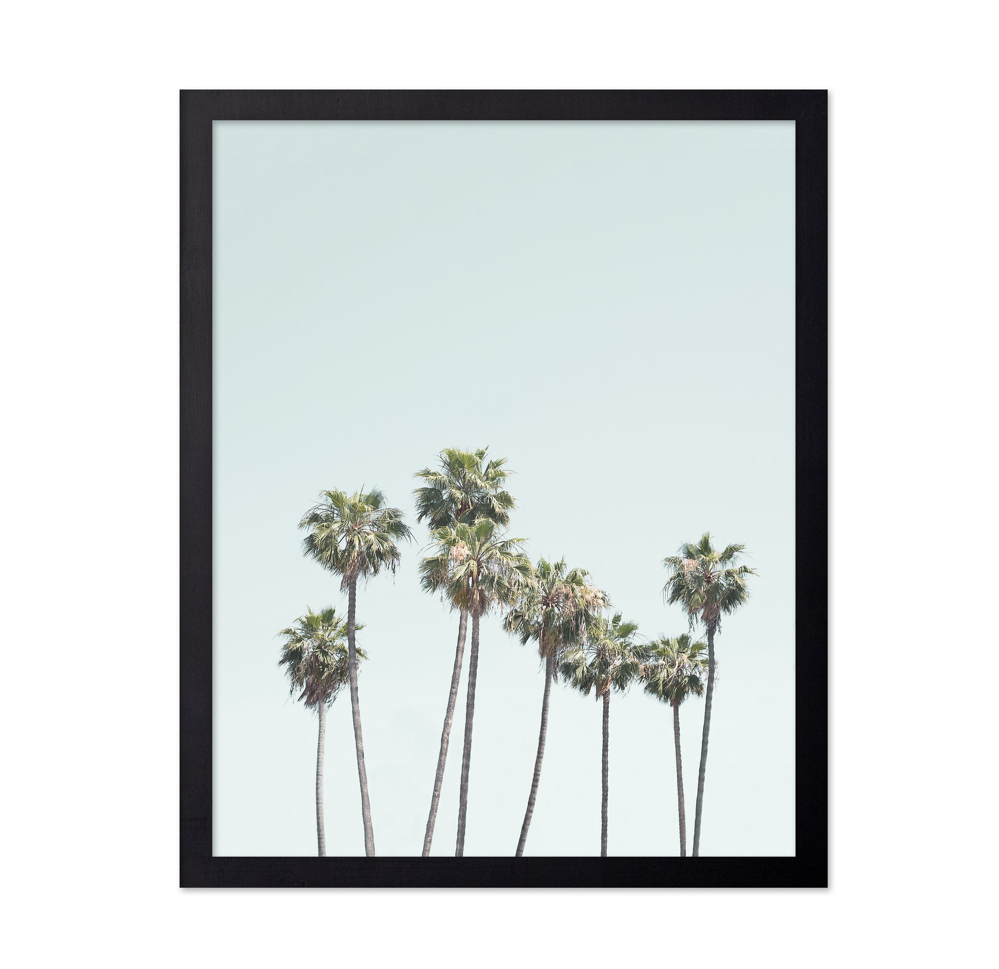 Blue Palm Trees