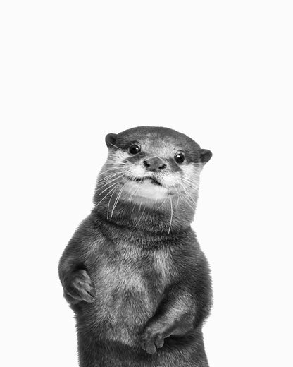 Otter