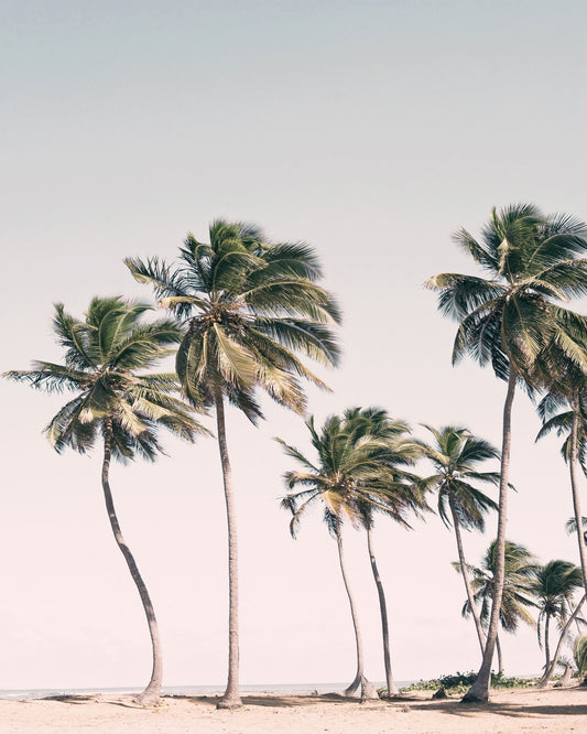 Blush Tropical Trees