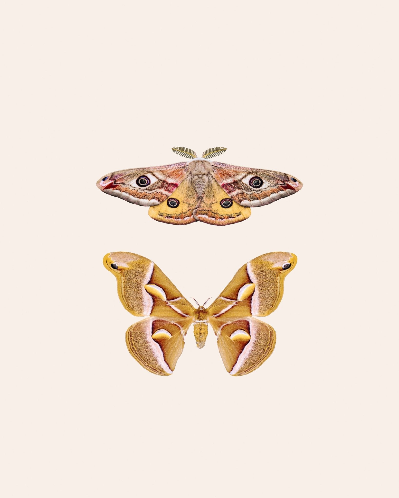 Moths