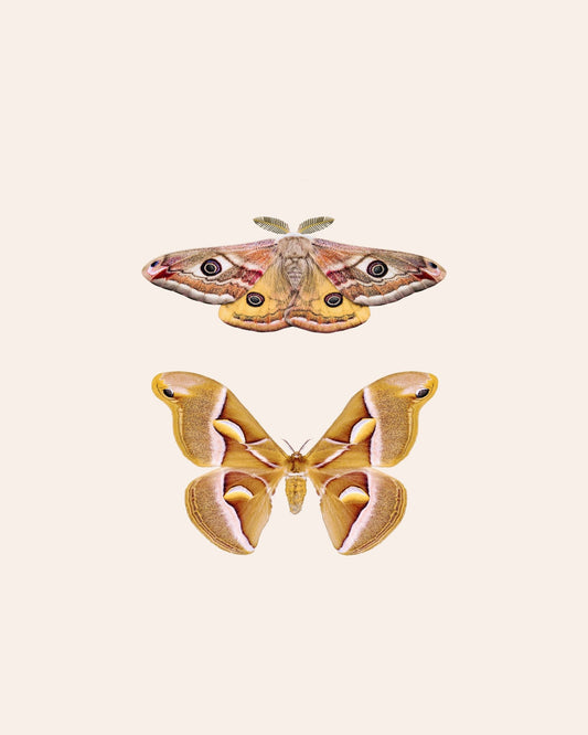 Moths