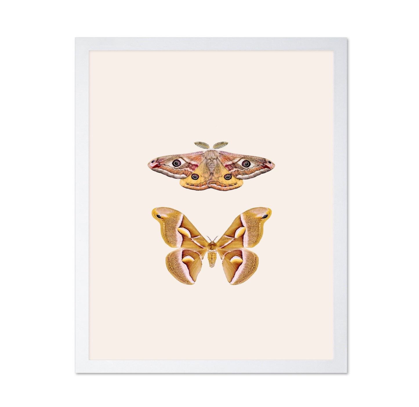 Moths