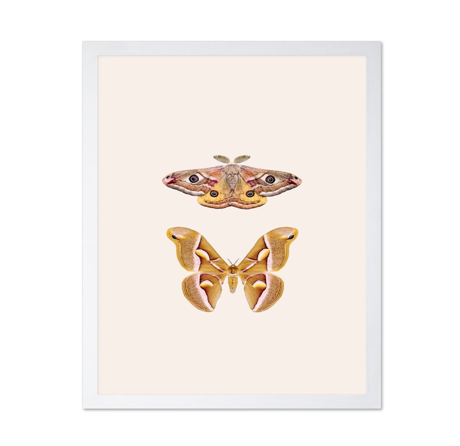 Moths