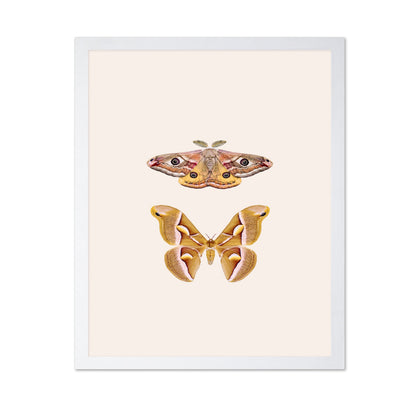 Moths