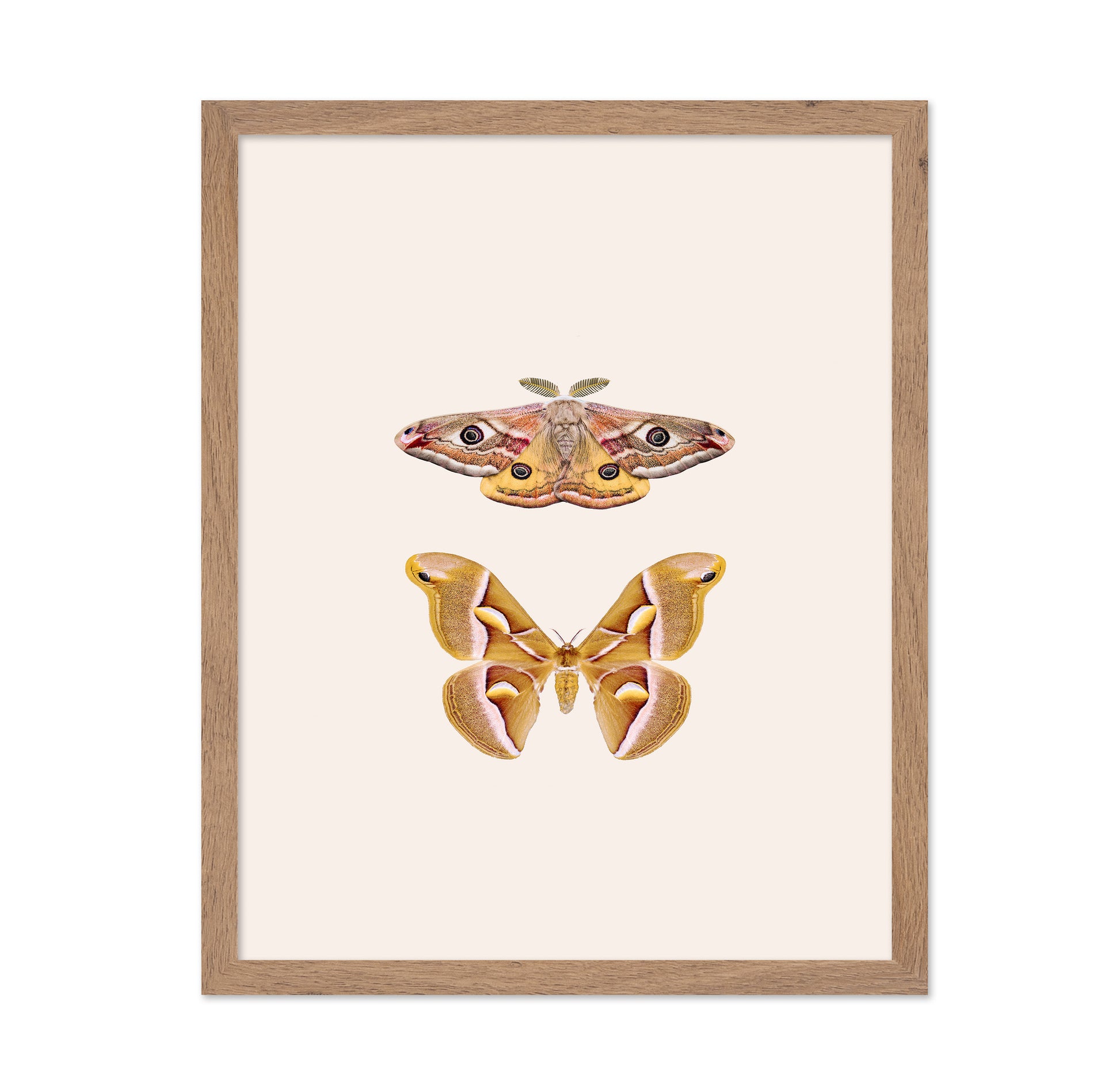 Moths