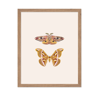 Moths