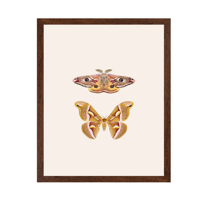 Moths
