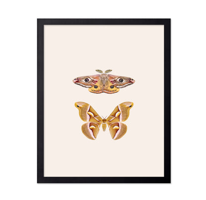 Moths