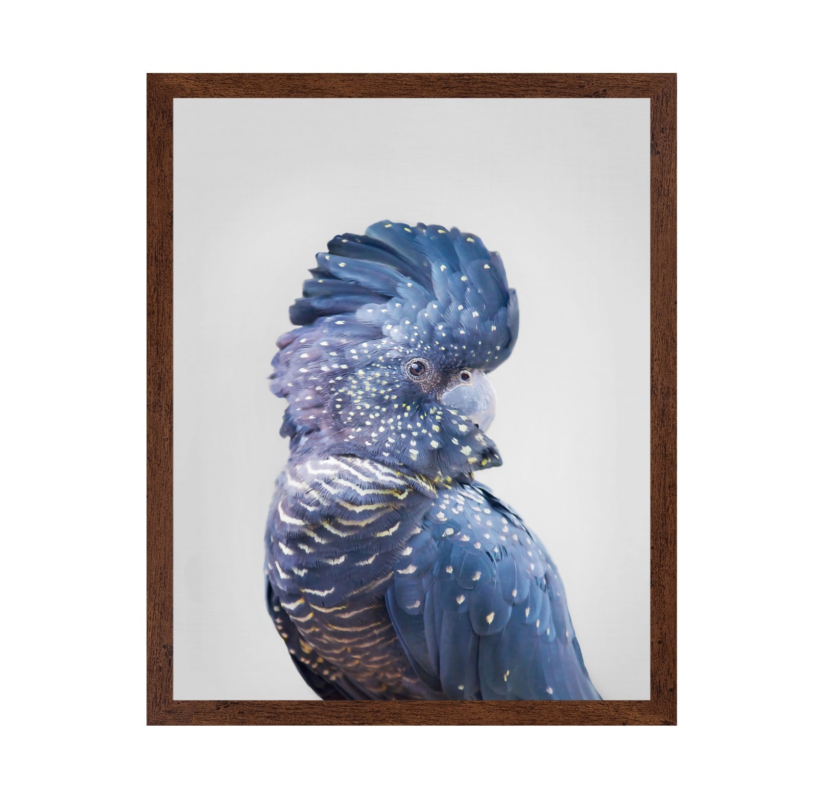 Black Cockatoo