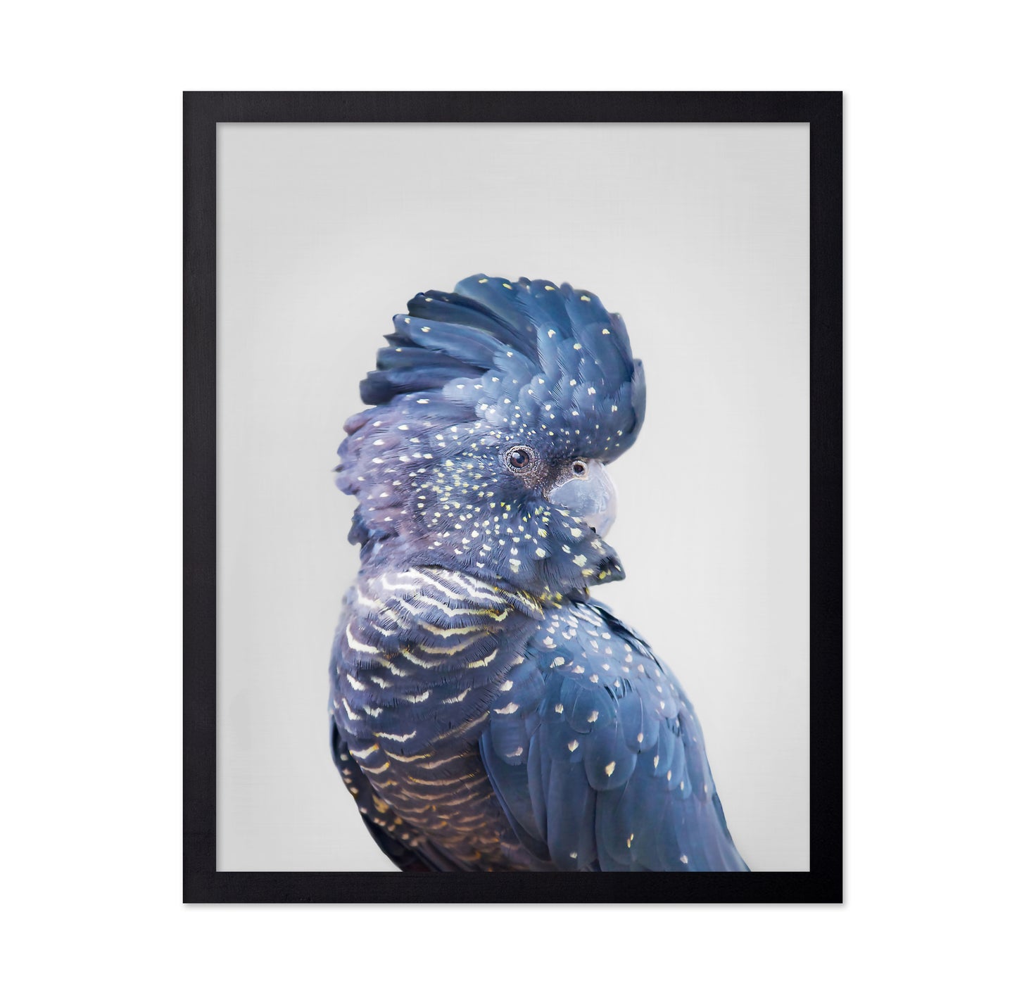 Black Cockatoo