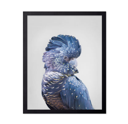 Black Cockatoo