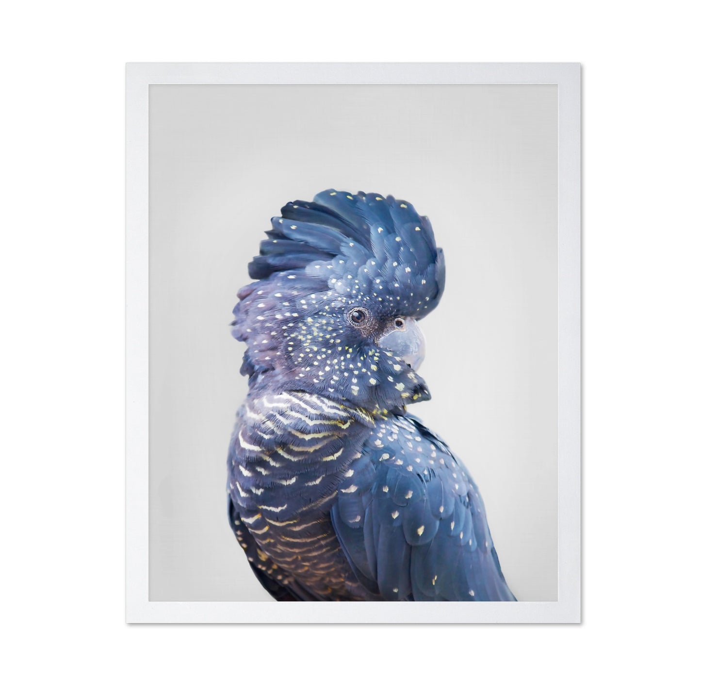 Black Cockatoo