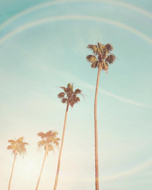 Sunny Cali Palm Tree