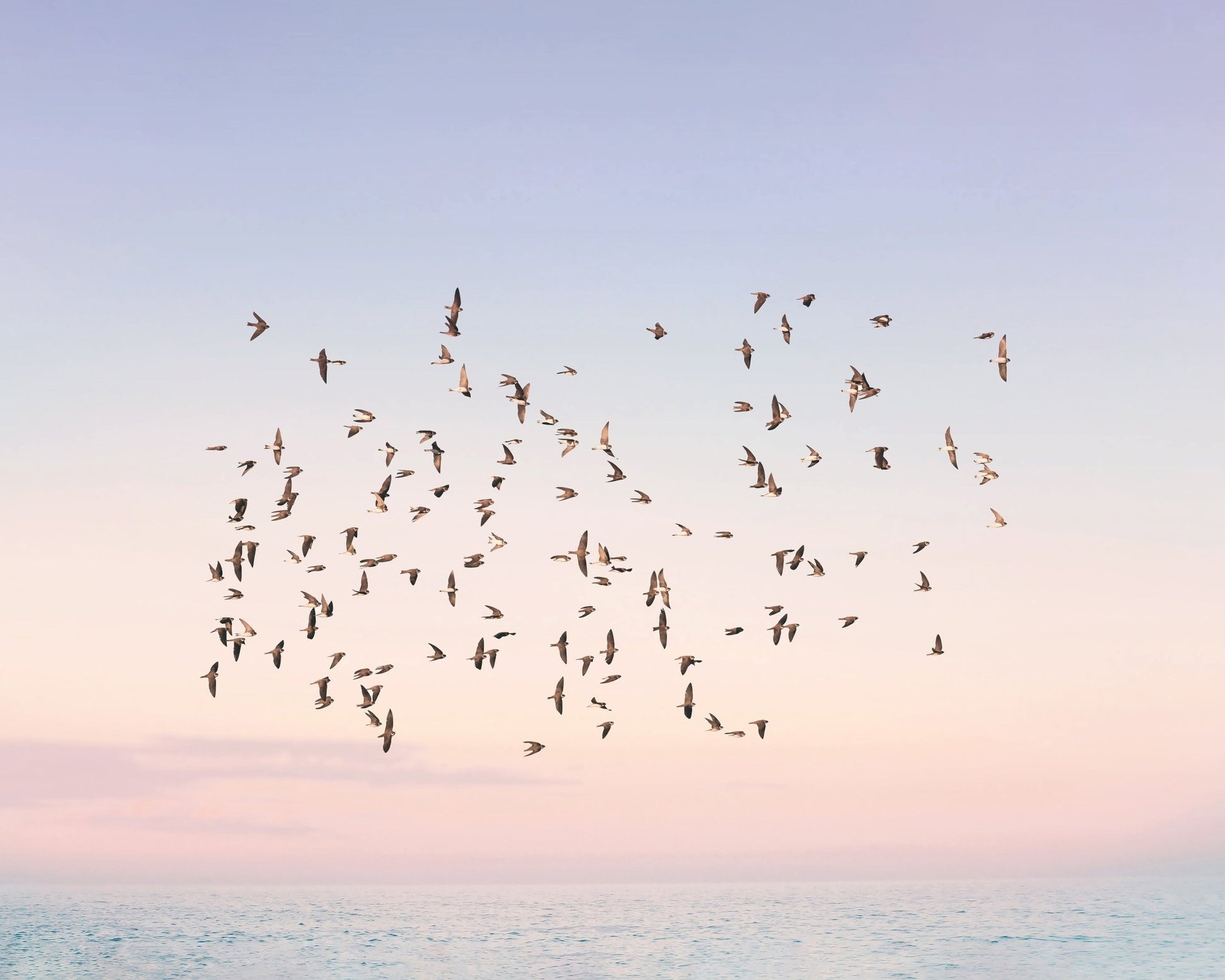 Sunset Flight