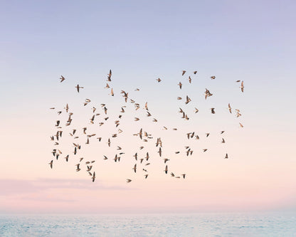Sunset Flight