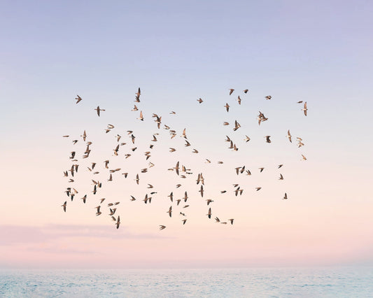 Sunset Flight