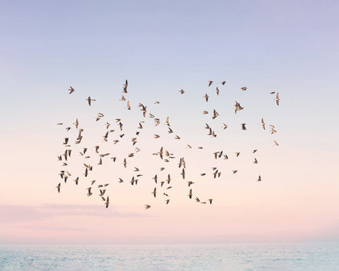 Sunset Flight