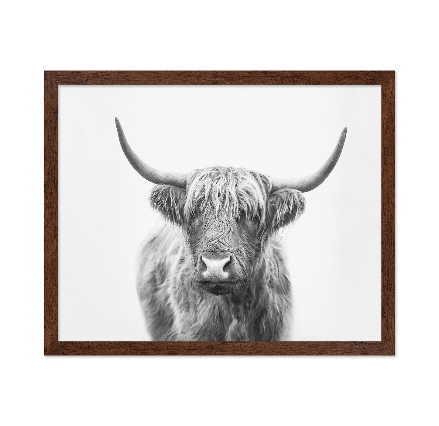 Highland Bull
