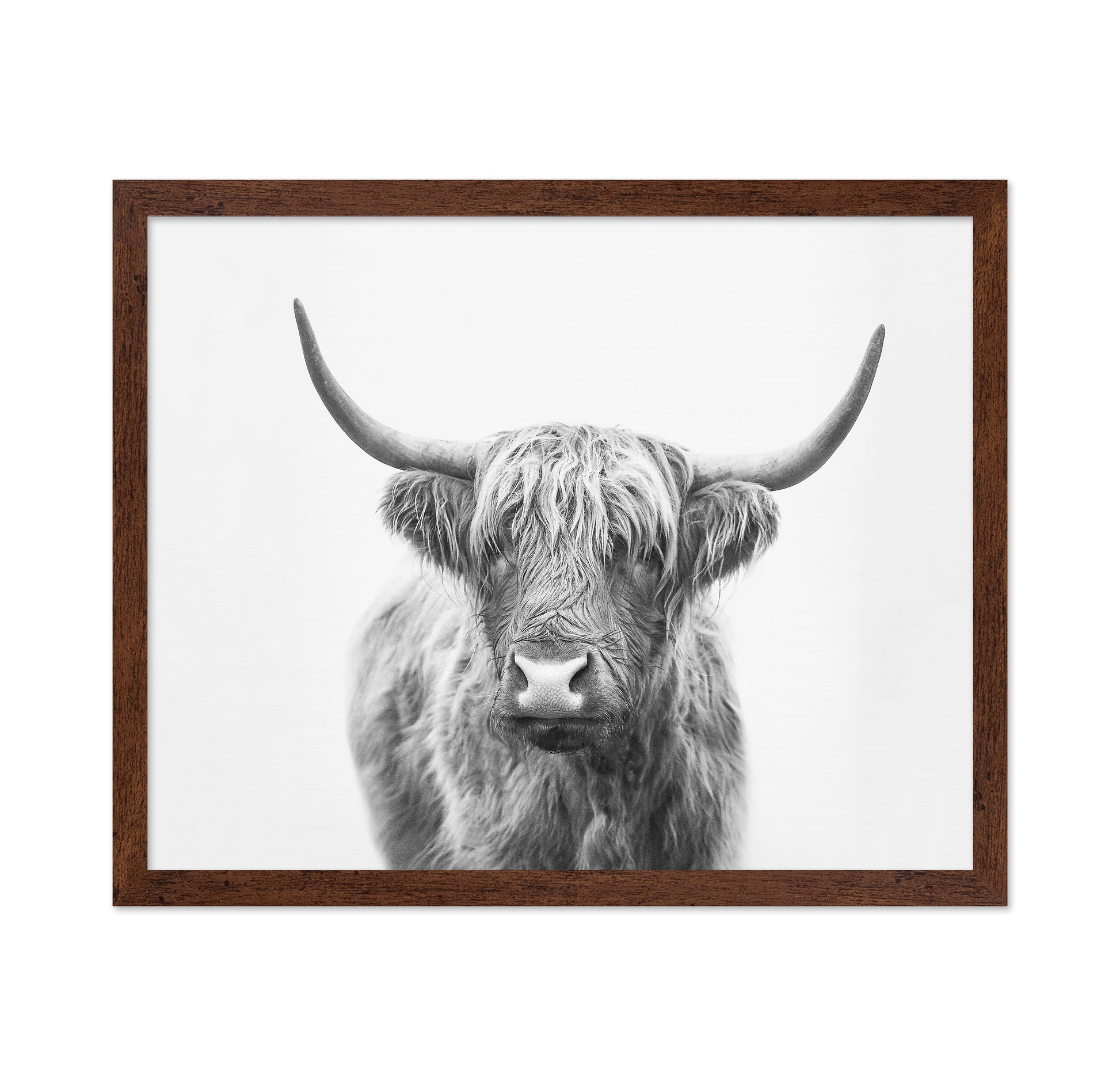 Highland Bull