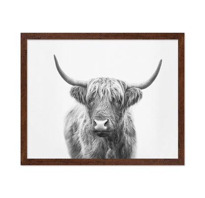 Highland Bull
