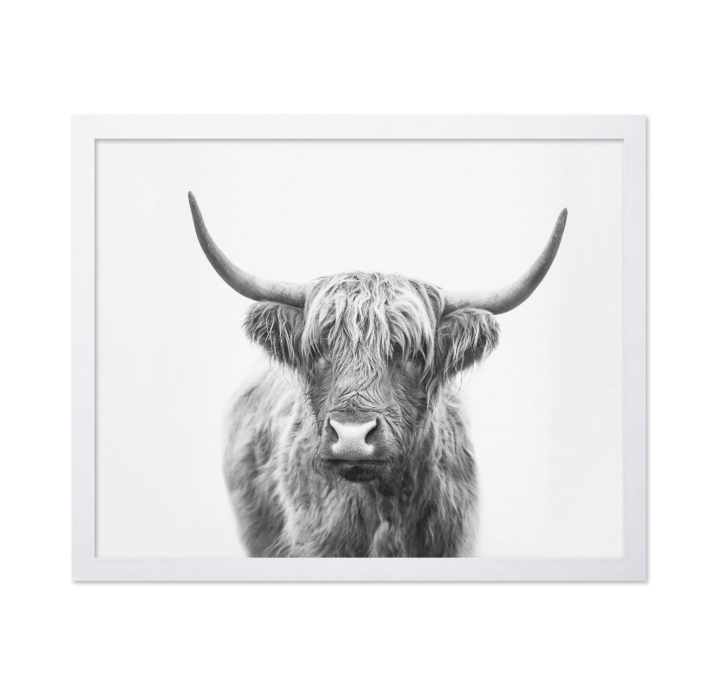 Highland Bull