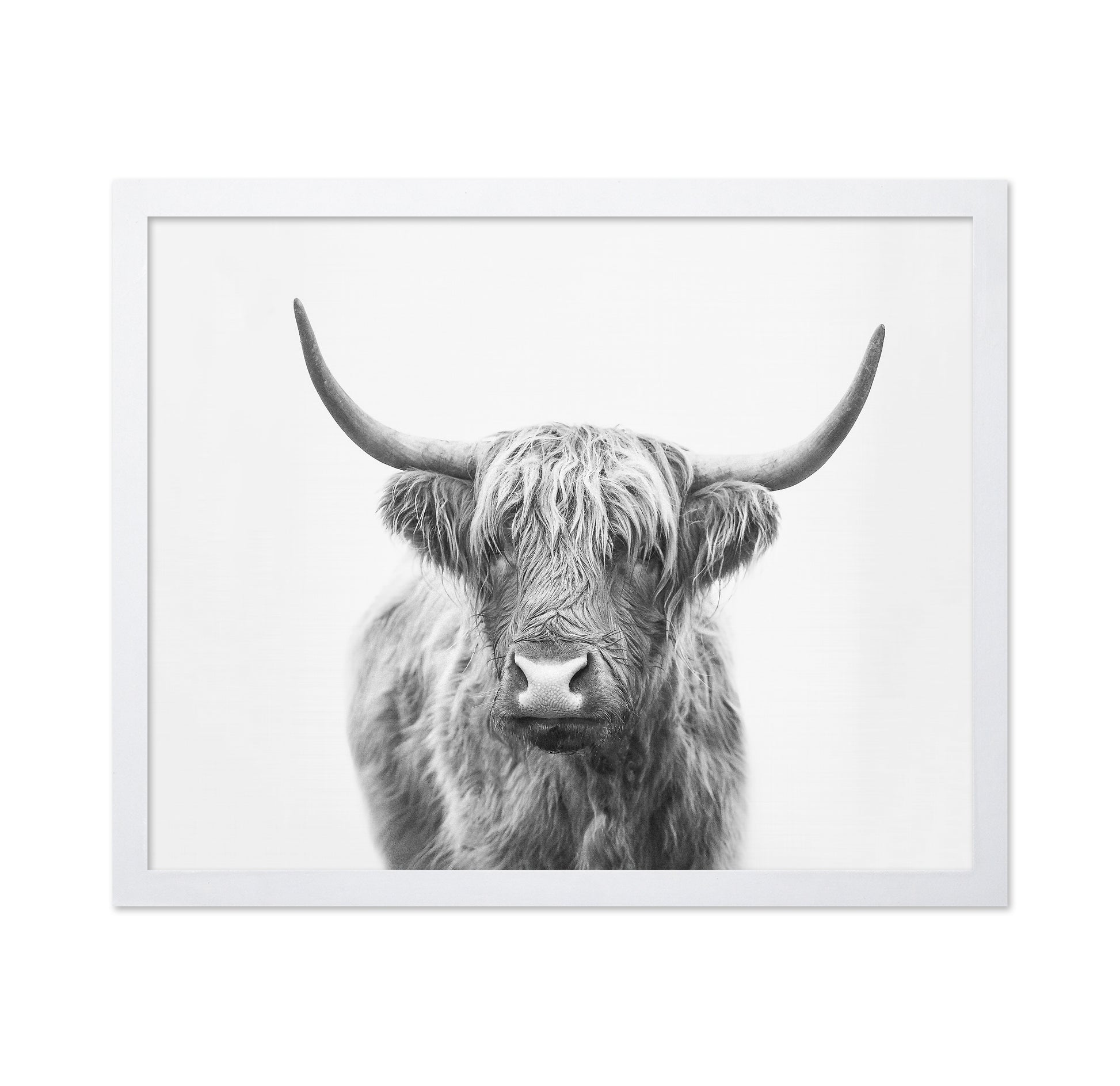 Highland Bull