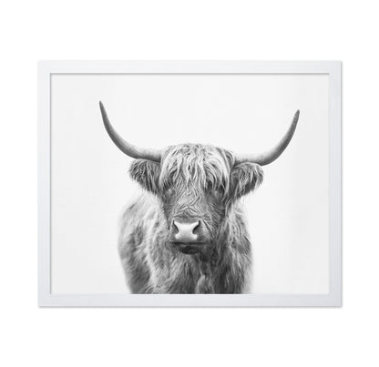 Highland Bull