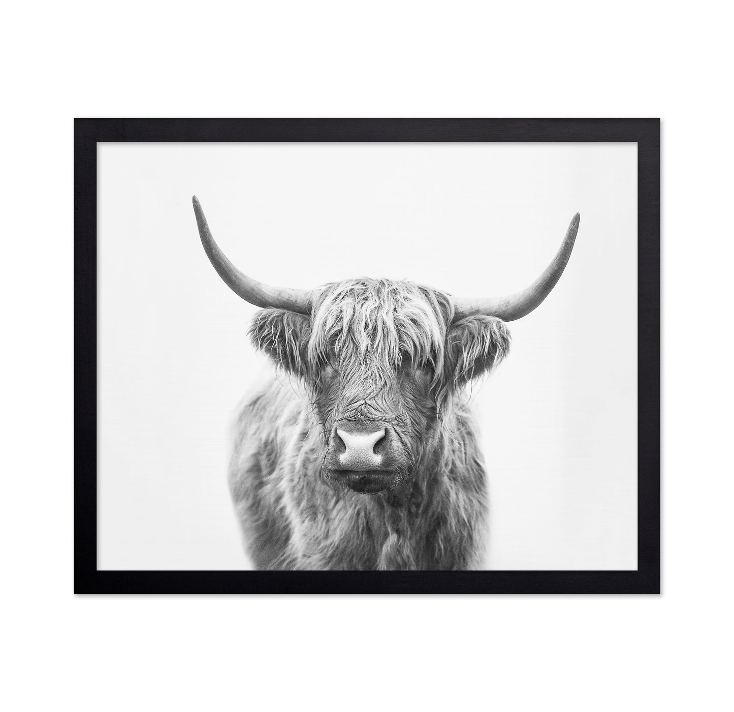 Highland Bull