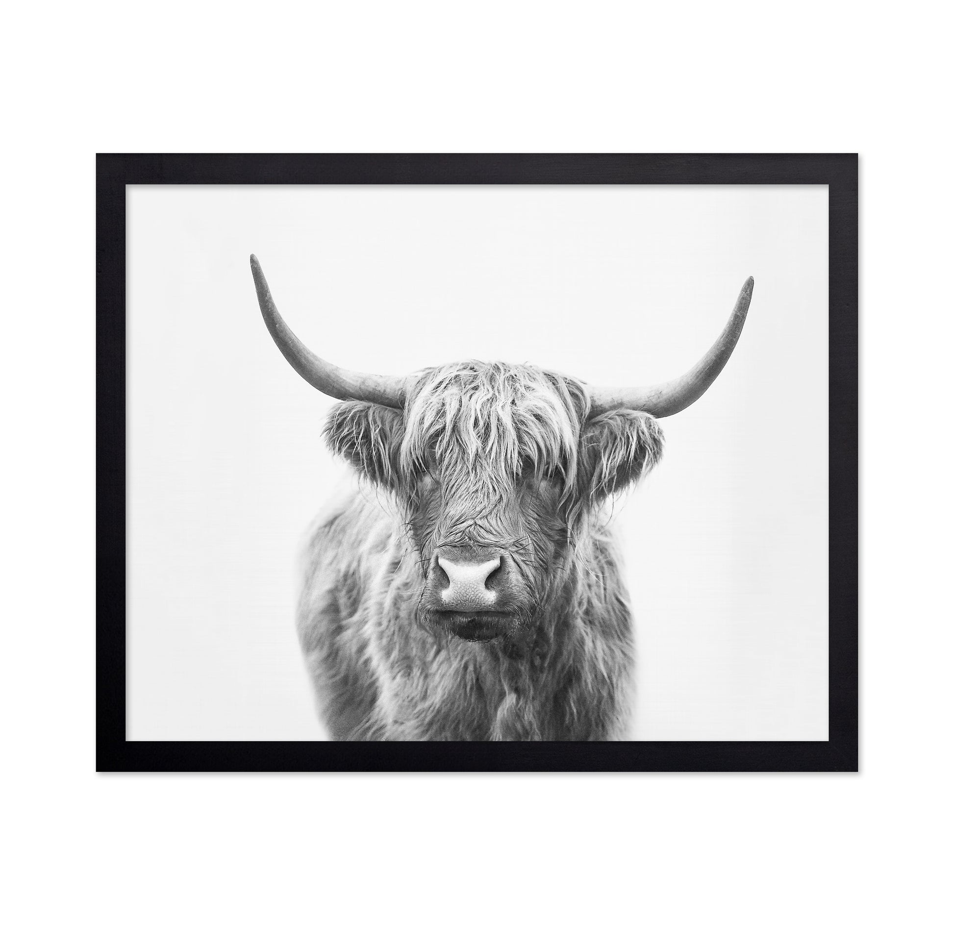 Highland Bull