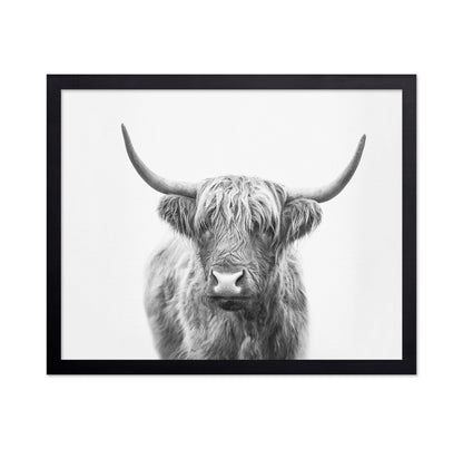 Highland Bull