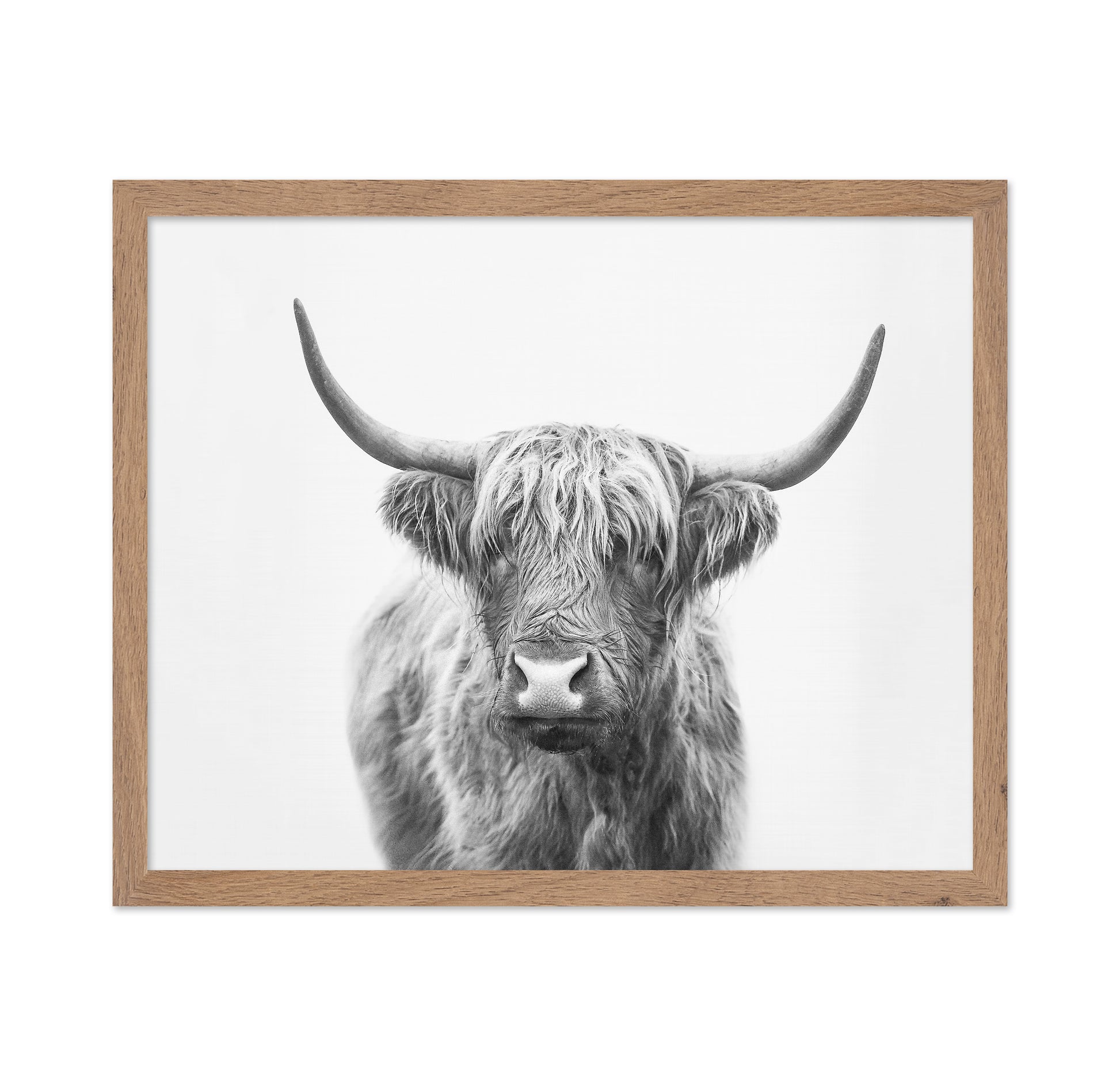 Highland Bull
