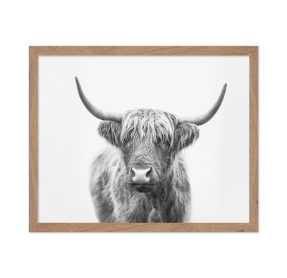 Highland Bull