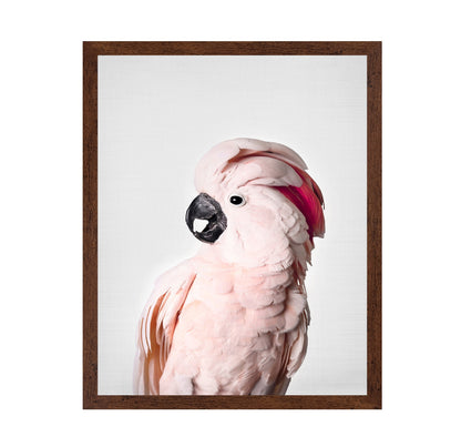 Pink Cockatoo