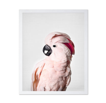 Pink Cockatoo