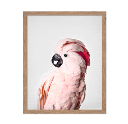 Pink Cockatoo