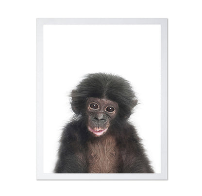 Baby Monkey