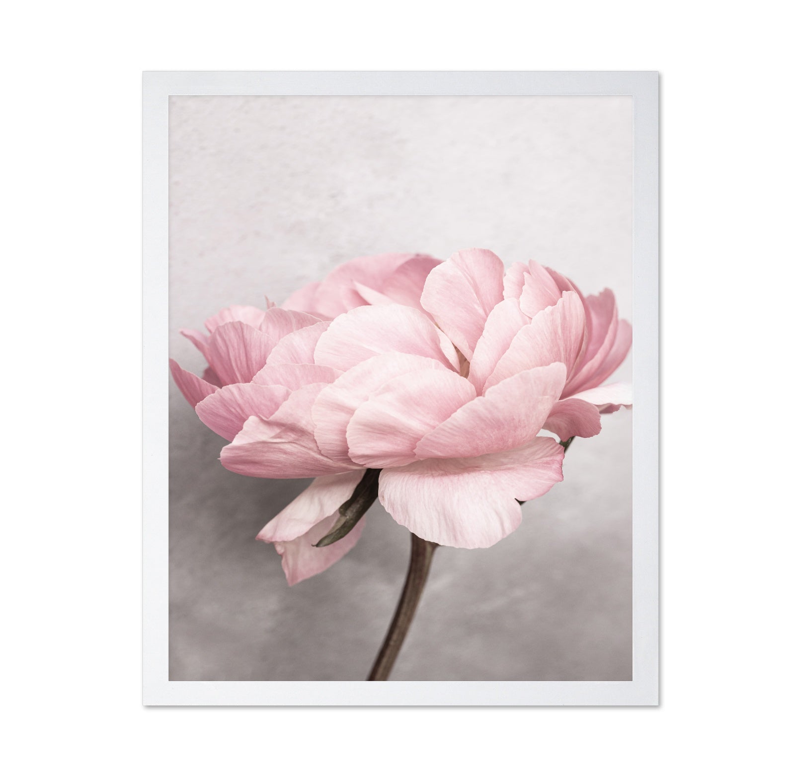 Peony