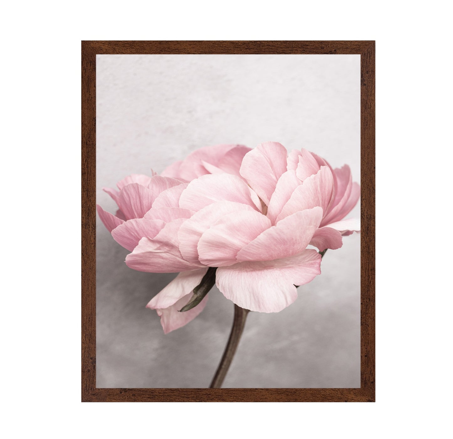 Peony