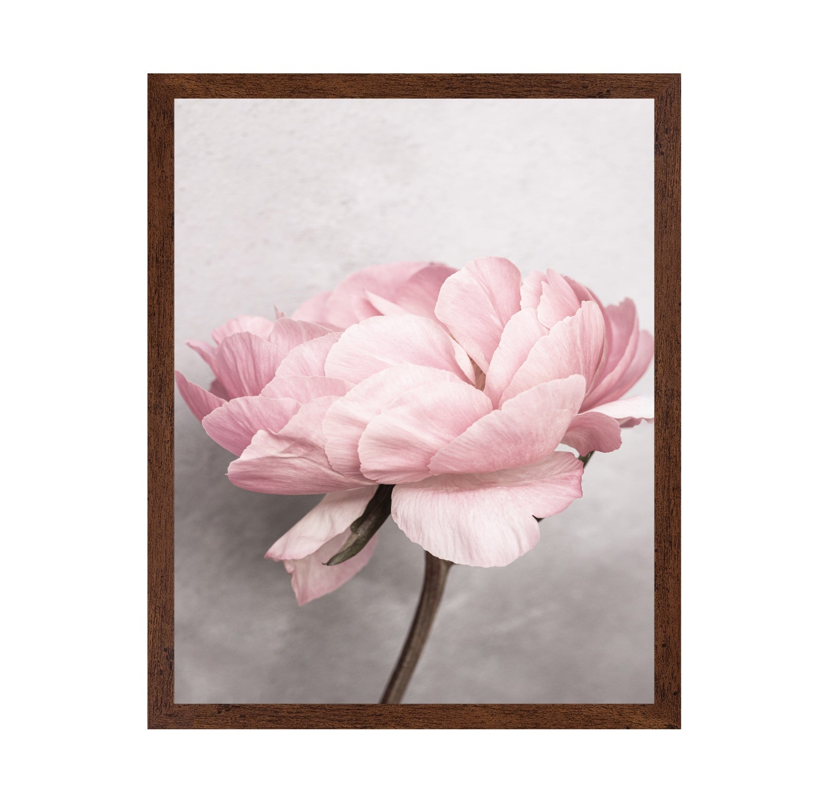 Peony