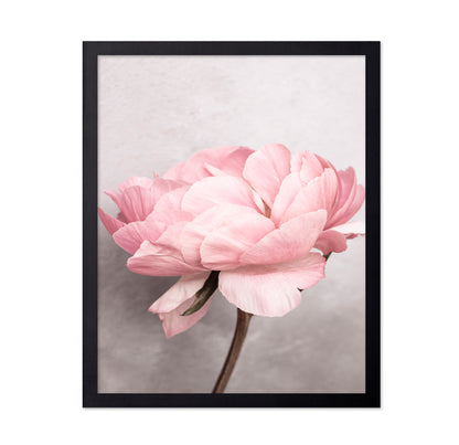 Peony