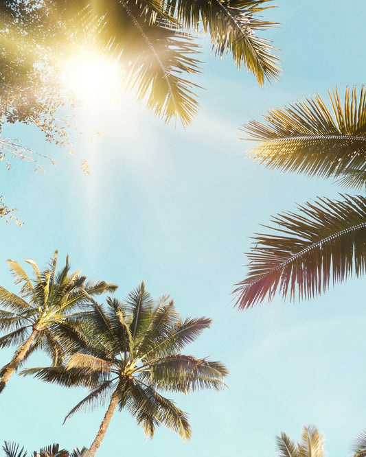 Sun Rays